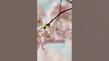 Triết Lý Cuộc Sống: Sống An Nhiên Giữa Dòng Đời