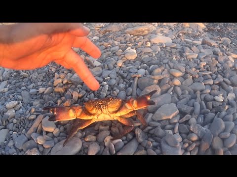 Влог:Гигантский краб вцепился в руку Краб-убийца в Черном море Vlog:Giant crab grabbed the hand