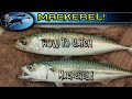 How to catch Mackerel | TAFishing