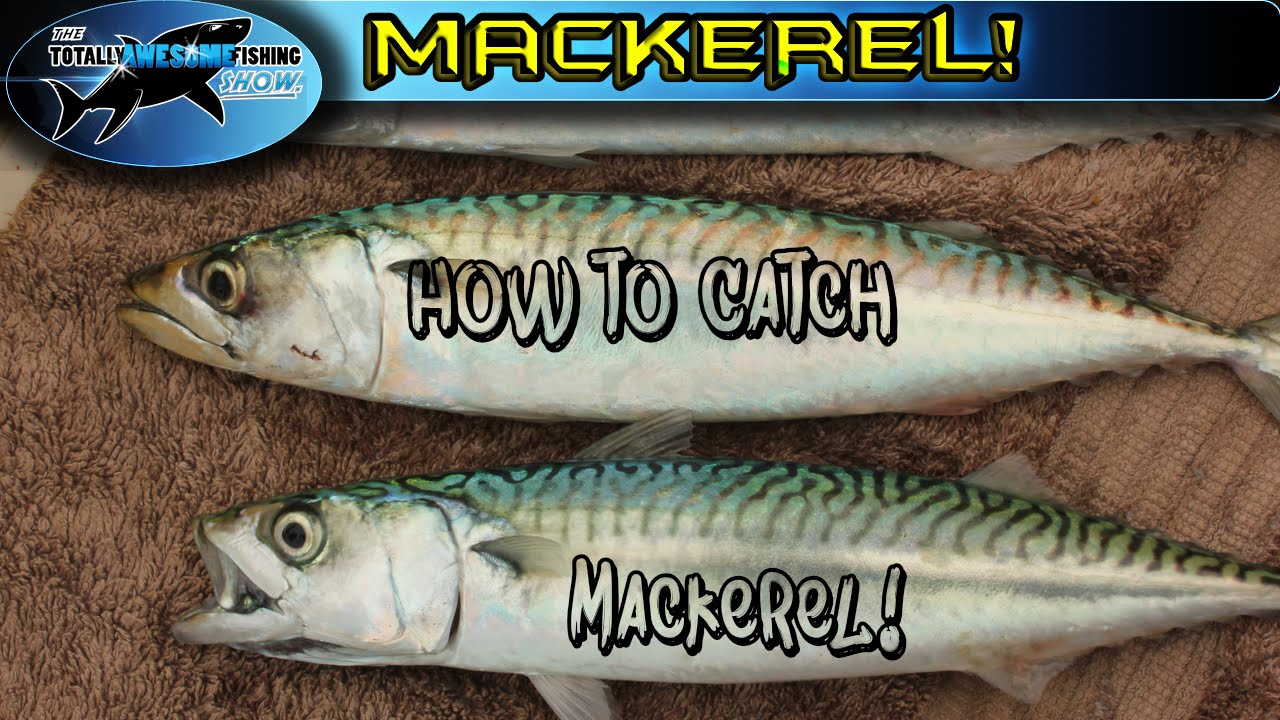 How to catch Mackerel