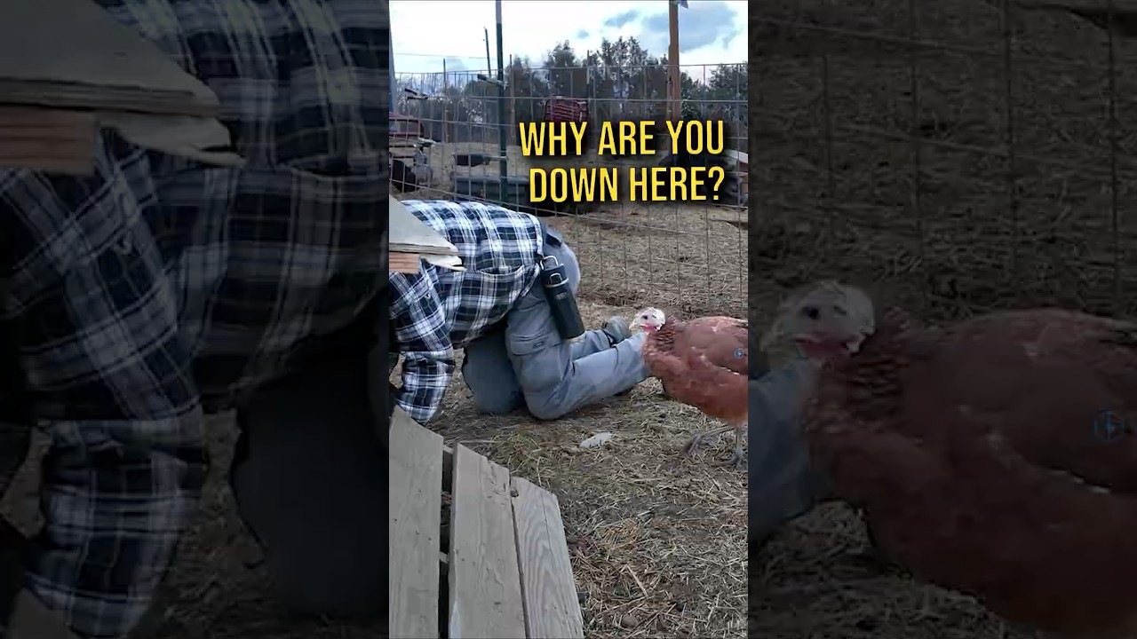 All This Trouble for One Egg 🥚