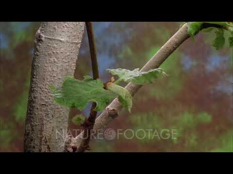 Time Lapse Sycamore Leaves Growing From Bud On Branch