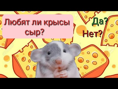 Правда ли то, что крысы любят сыр? Топ 5 сыров которые нельзя давать крысам.