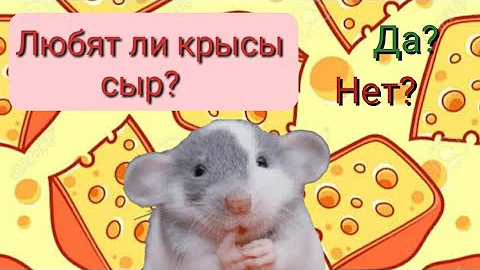 Правда ли то, что крысы любят сыр? Топ 5 сыров которые нельзя давать крысам.