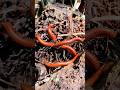 Mencari harta karun Millipede kaki seribu 😅😅😅 #snailhunter