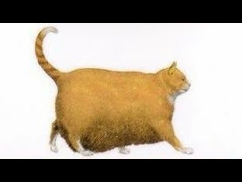 Chonk Chart For Cats