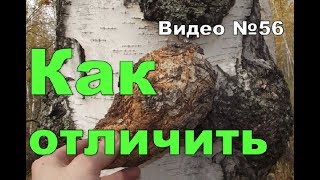 Сувель и кап,берёзовые.Признаки и отличия.