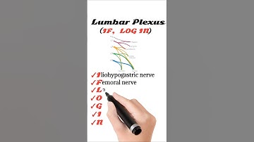 Lumbar Plexus