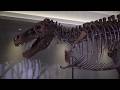 Scientists Believe This Is Why T. Rex Had Tiny Arms