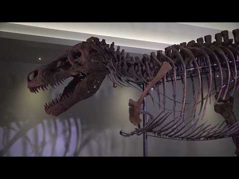 Scientists Believe This Is Why T. Rex Had Tiny Arms