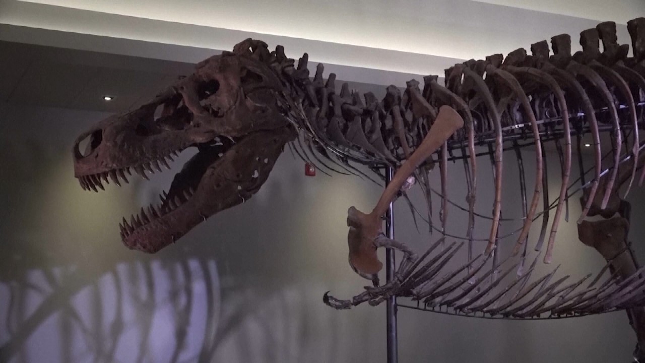 Scientists Believe This Is Why T. Rex Had Tiny Arms