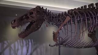 Scientists Believe This Is Why T. Rex Had Tiny Arms