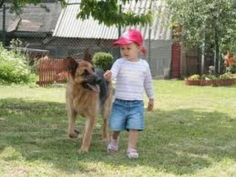 Funny Babies with Funny Dog German Shepherd Videos Funny Pranks Funniest Videos