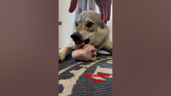 Волк рычит, волк, волчок, влчак, Чехословацкий влчак, волкособ, wolfdog, wolf, dog crawl