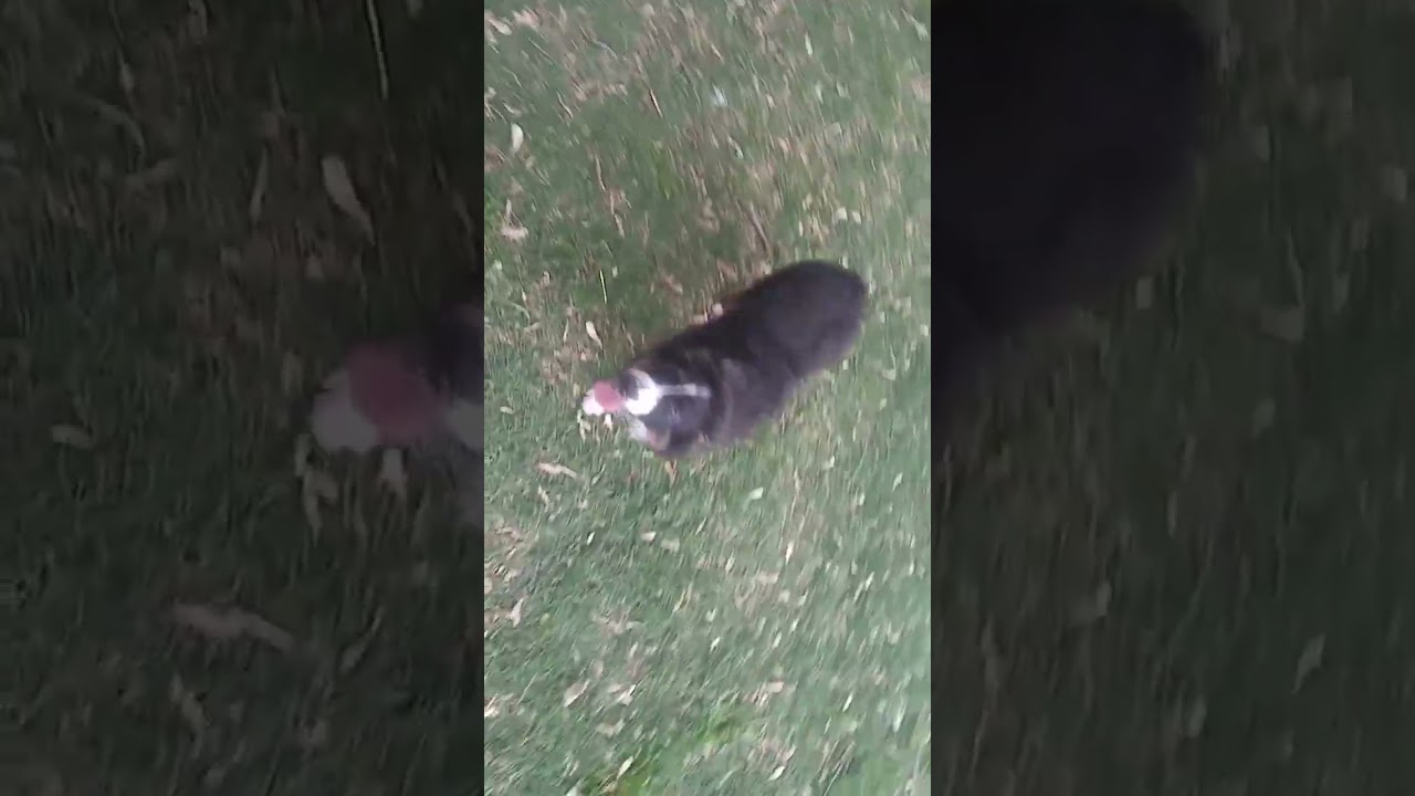 Poppy and Lady April 27 2016