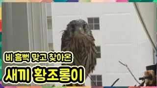 이소 후 닷새만에 돌아온 새끼 황조롱이. A Male Young Kestrel Came Back After Move Five Days.