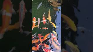 How koi fish aquarium koi fish breeding koifishu Could Use Social Media