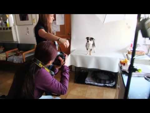 video:Positive Vista Photography & Art by Portia Shao - Photoshop Elements presents Furtography