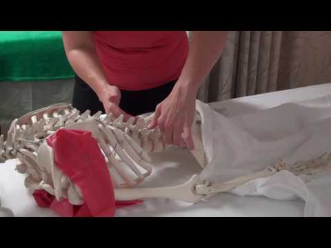 floating ribs and iliac crest on skeleton (related to fulling on low back)