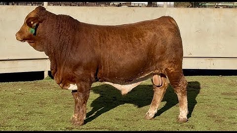 J&J Cattle Co: Lot #57407 Registered Beefmaster