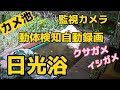 【カメ池】クサガメ・イシガメの日光浴、監視カメラによる動体検知自動録画