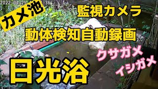 【カメ池】クサガメ・イシガメの日光浴、監視カメラによる動体検知自動録画