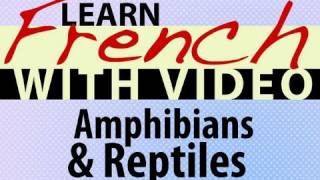 ⁣Learn French with Videos - Amphibians and Reptiles