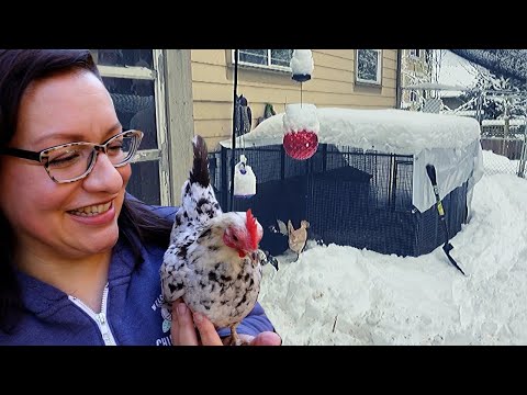 Vídeo: Como Winterize um galinheiro