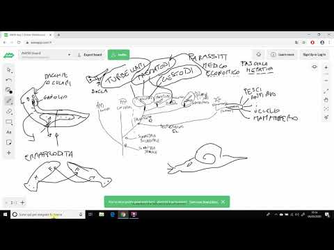 Video: Differenza Tra Planarian E Tenie