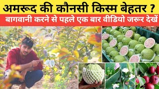 Guava Farming - अमरूद की कौनसी किस्म कैसे ओर कब लगाए पूरी जानकारी @DesiJamidar