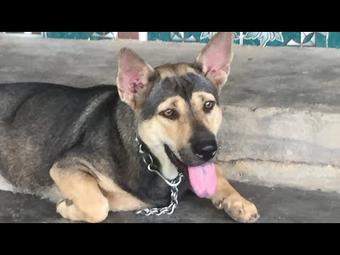 CHÓ TA KHÔN KÉM GÌ CHÓ TÂY ĐÂU