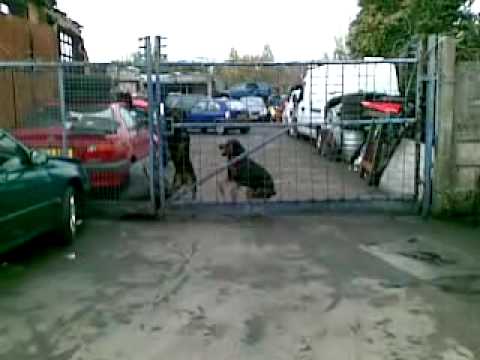 how to rottweiler to be a guard rottweiler guard jumping a seven foot fence how to rottweiler to be a guard rottweiler guard jumping a seven foot fence