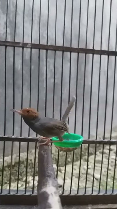 Suara Prenjak KLAWU Jantan Full GACOR - Galeri Masteran Burung Pernjak / Cinenen PIKAT Terbaik