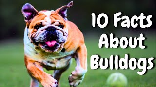 10 Facts About Lovely Bulldogs