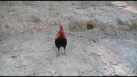 qaib dib mos qua zoo-ไก่ต่ออ่อนขันดีมาก(โทร0302281162วอดแอบ02052153089)