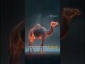 How Do Camels Store Water #wildlife