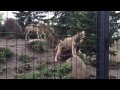 Wolf pack howling in zoo