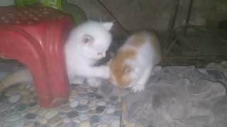 kitten mochi and kitten micko playing at nightkitten mochi and kitten micko playing at night by Kucing Desa 2,627 views 1 year ago 3 minutes, 16 seconds
