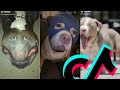 Sweetest Pitbull TikTok Compilation | Dogs Of TikTok