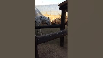 Thumbnail of Buck buck buckaw