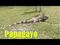 Hermoso PARQUE ZOO Papagayo en Acapulco Guerrero 🙈 🐦 🐍