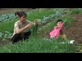 Raising children alone harvesting green onions to sell at the market the joy of a young mother