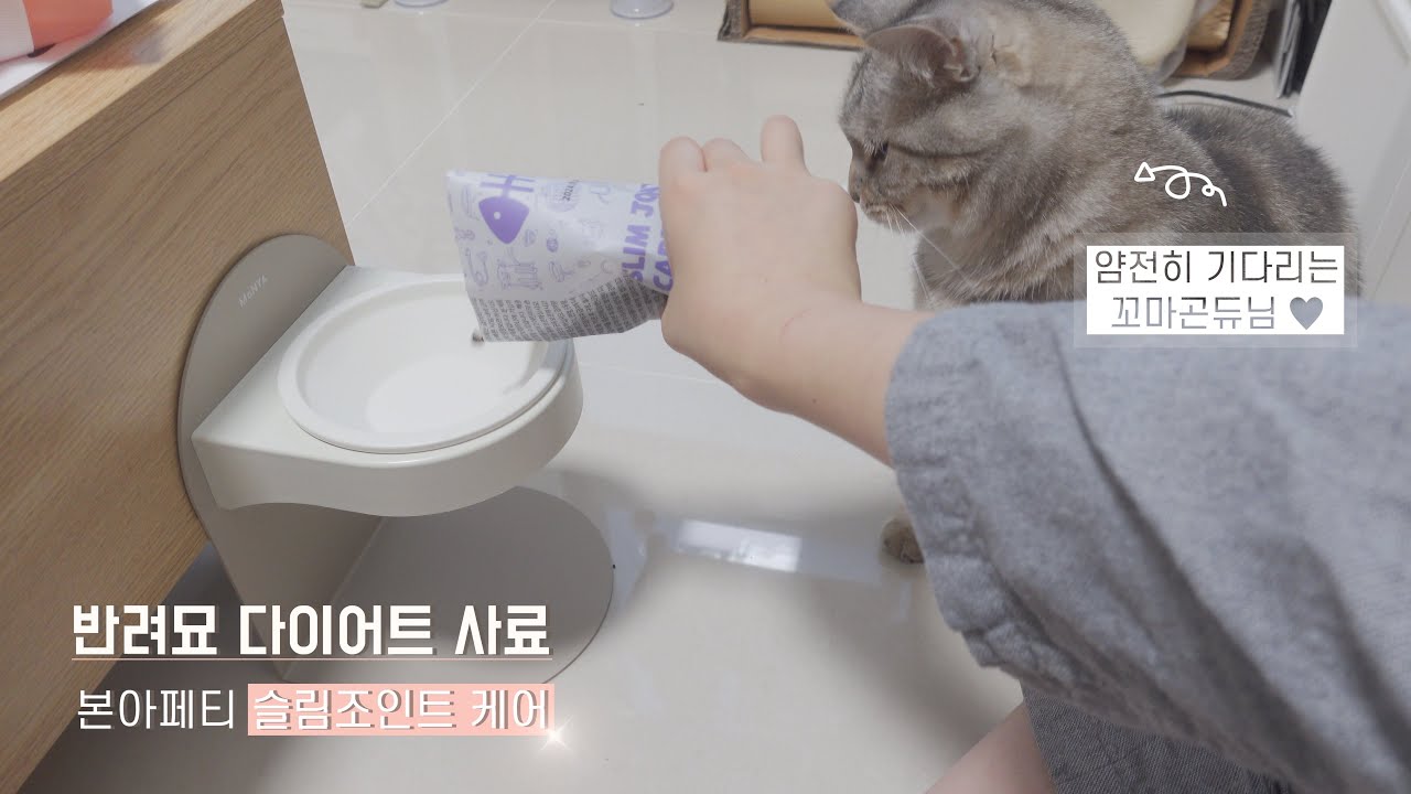[meow meow house] 우리 애들 자꾸만 살이 찌는데.. 다이어트 해야하겠지? YouTube