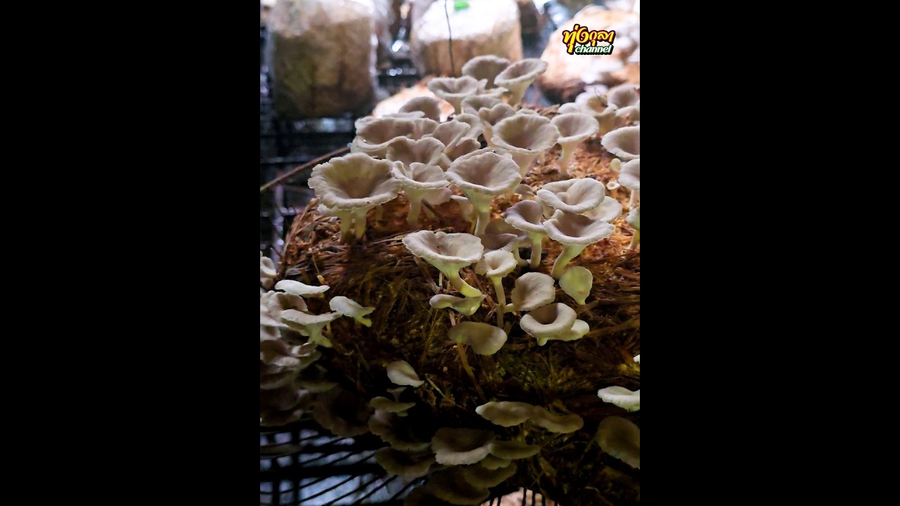 เพาะเห็ดด้วยฟางข้าว เห็ดนางฟ้า เห็ดนางรม เห็ดหูหนู ทำง่ายๆแค่มีฟางข้าว