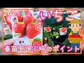 失敗しない♪イチゴ/春苗を選ぶときのポイント/家庭菜園/プランター栽培/2025年