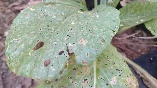 Daun Sawi Rusak Berlubang Kecil, Bukan Ulat Ini Penyebabnya!