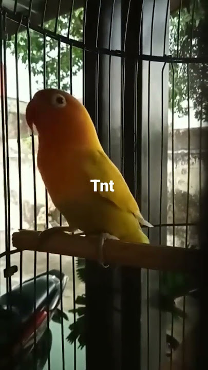 lovebird isian cucak jenggot