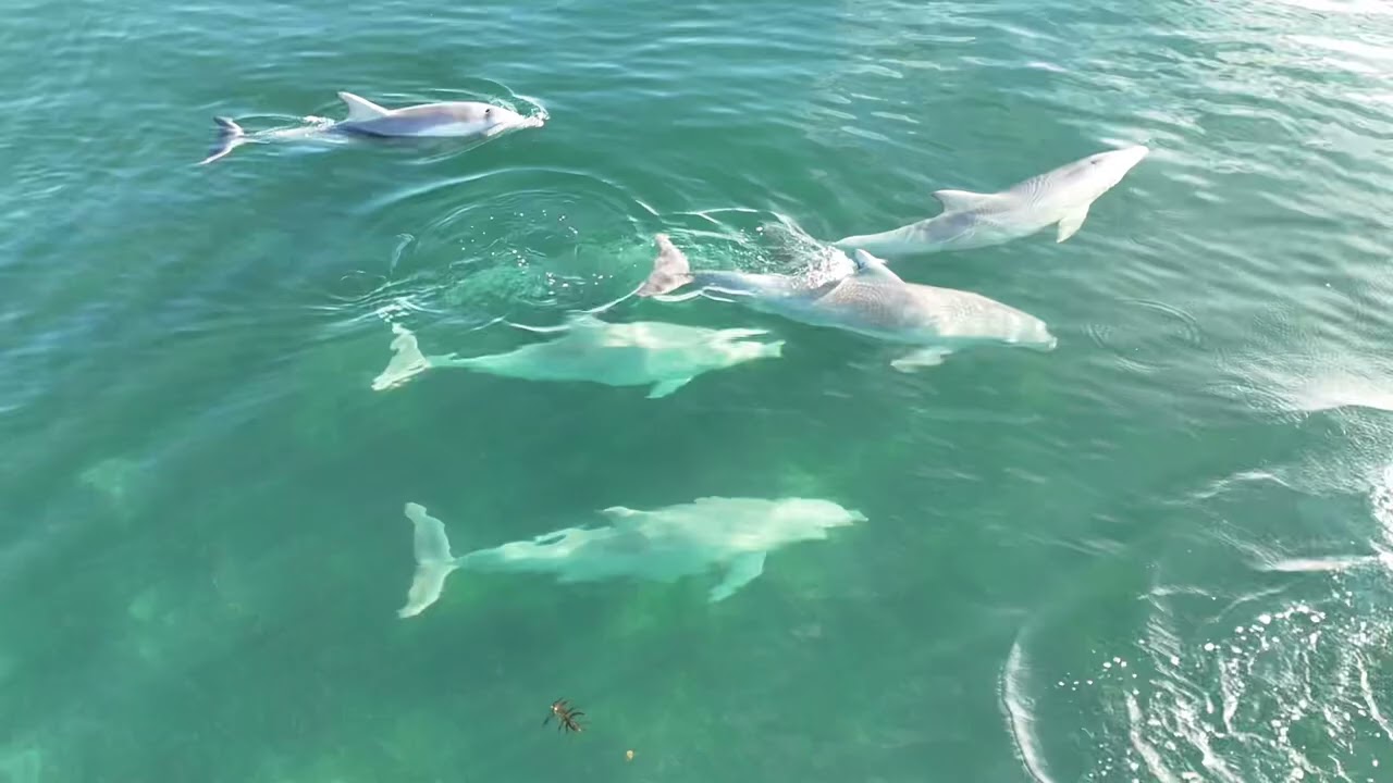 Dolphins playing yorkes(drone) 