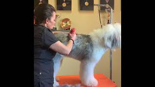 Old English Sheepdog Grooming Walkthrough using WAHL Clipper Products