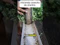 #hidroponía